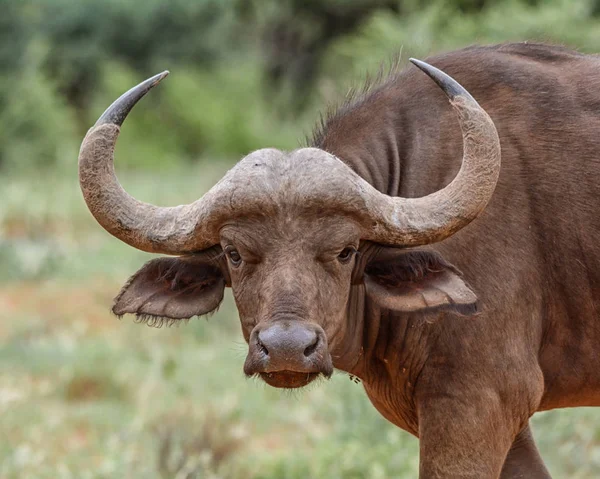 Buvol Africký Jižní Africké Savany — Stock fotografie