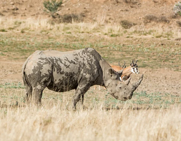 Rinoceronte Negro Savana África Austral — Fotografia de Stock