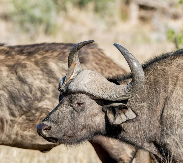 Güney Afrika savana Oxpecker kuşlar ile Afrika Buffalo