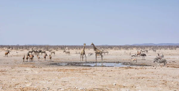 Namibya ovada sulama delik, Afrika yaban hayatı