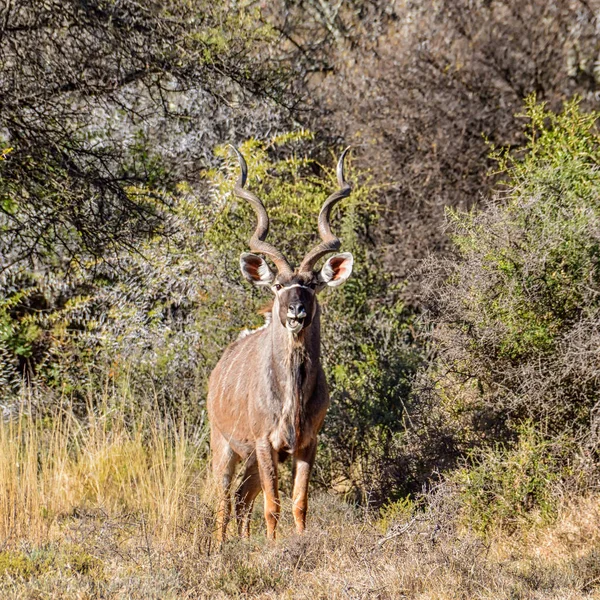 Koedoe Stier Zuidelijke Afrikaanse Savanne — Stockfoto