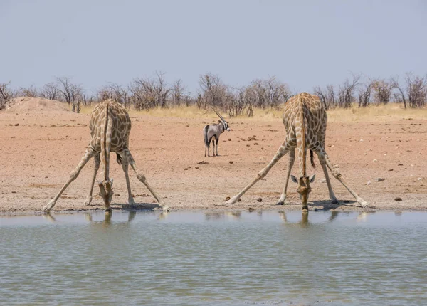 Namibya savana bir sulama delik, içme zürafalar çifti