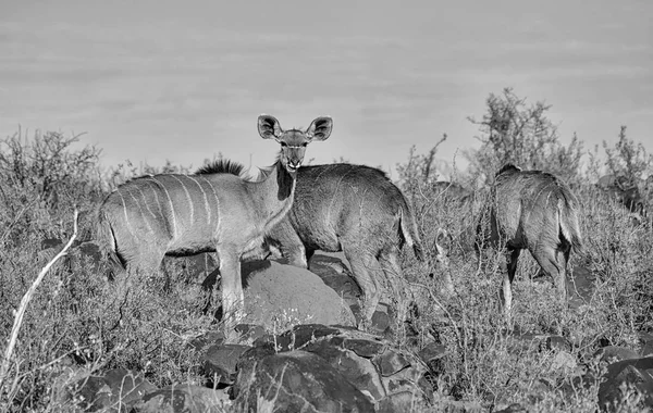 南部アフリカのサバンナ モノクロのクーズー家族グループ — ストック写真