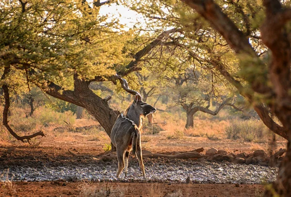 Güney Afrika savana bir sulama delik, içme Kudu boğa