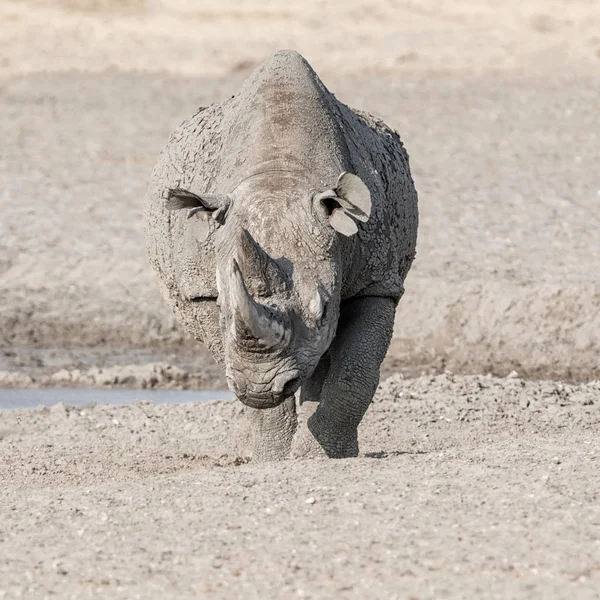 Rhinocéros Noir Solitaire Dans Savane Namibienne — Photo