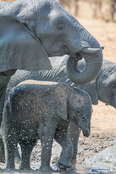 Bambino Elefante Africano Fare Bagno Fango Con Sua Famiglia Abbeveratoio — Foto Stock