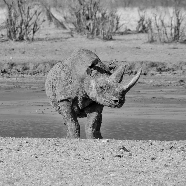 Одинокий Чёрный Носорог Намибии — стоковое фото