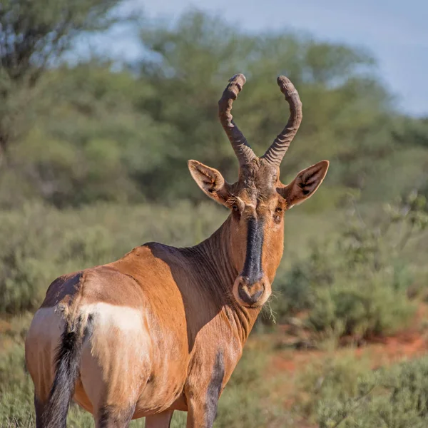 Vuxen Röd Hartebeest Står Södra Afrikanska Savannen — Stockfoto