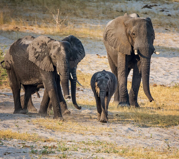 Семья африканских слонов на берегу реки в Намибийской саванне
