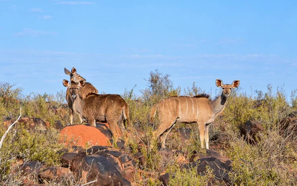 Gruppo Familiare Kudu Nella Savana Dell Africa Australe Sotto Cielo — Foto Stock