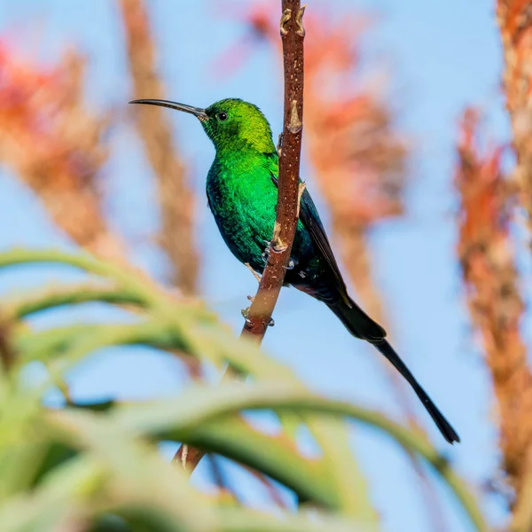 Güney Afrika'da bir aloe tesisi tam üreme kuş tüyü malakit Sunbird tünemiş