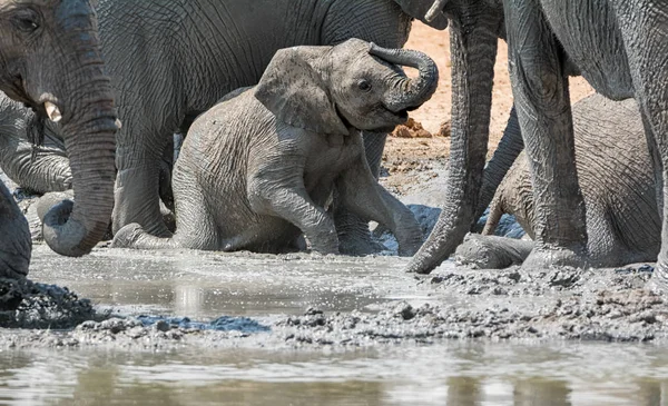 一只非洲小象在纳米比亚的一个水坑里与家人 Mudbath — 图库照片