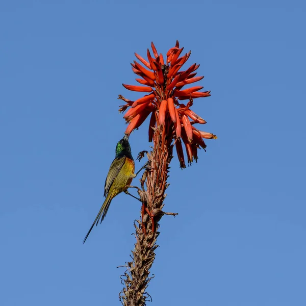 Оранжевогрудый Sunbird Южной Африке — стоковое фото