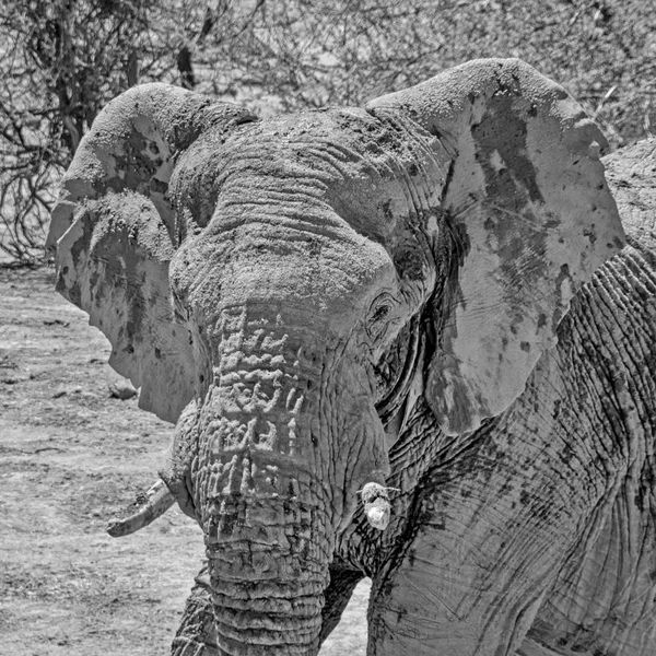 A closeup of an African Elephant\'s face