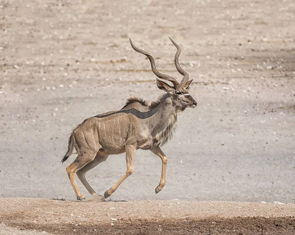 Een Stier Koedoe Door Een Gieter Gat Namibian Savanne — Stockfoto