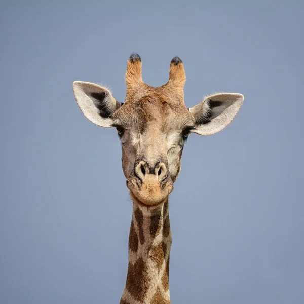 Nahaufnahme Gesichtsbild Einer Giraffe Der Südafrikanischen Savanne — Stockfoto