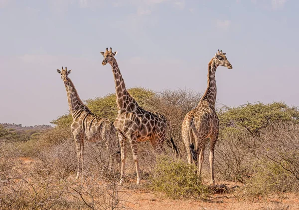 Kolme Kirahvia Seisoo Eteläisen Afrikan Savannassa — kuvapankkivalokuva