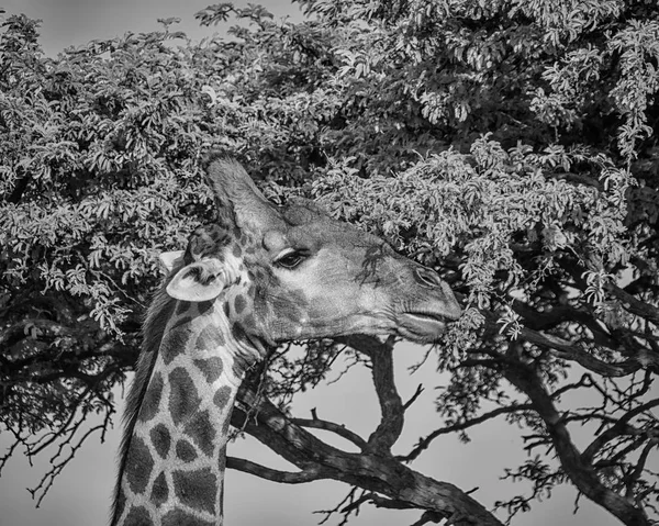 Zbliżenie Twarzy Portret Żyrafa Południowej Afrykańskiej Sawanny — Zdjęcie stockowe