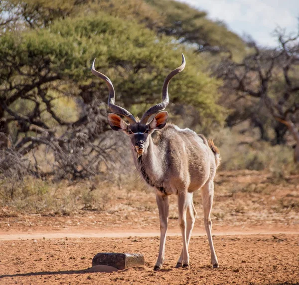 Koedoe Stier Met Een Mineralen Blok Zuid Afrikaanse Savanne — Stockfoto