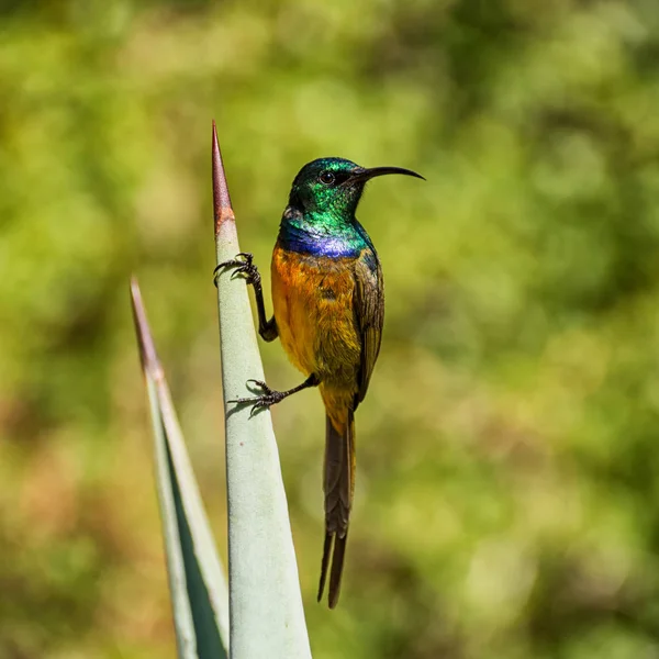 Güney Afrika'da bir aloe tesisi tam üreme kuş tüyü içinde bir erkek portakal göğüslü Sunbird tünemiş