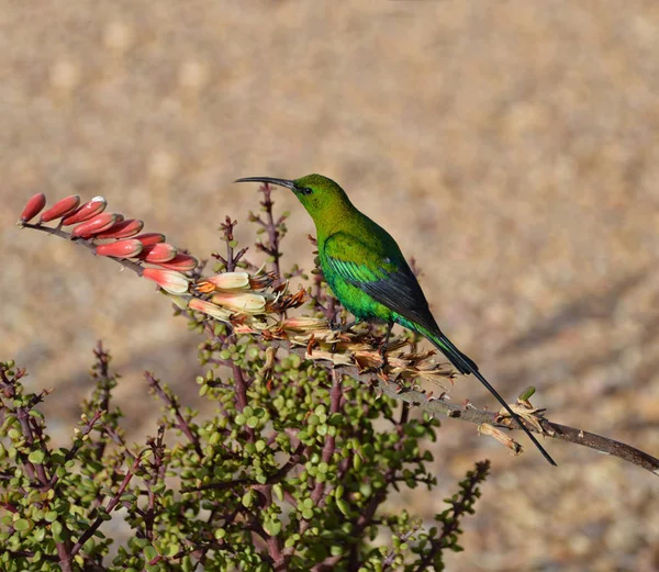 꽃에서 깃털에 카이트 Sunbird — 스톡 사진