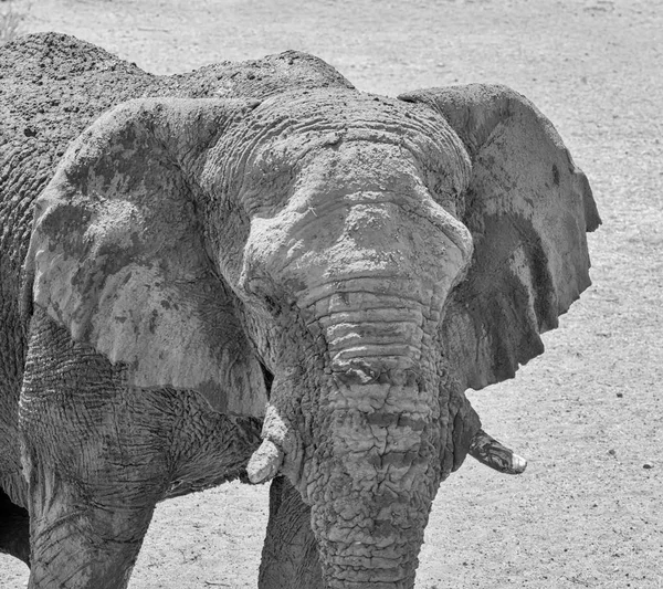 アフリカ象の顔のクローズ アップ — ストック写真