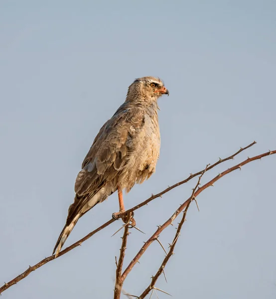 Jonge Zuidelijke Pale Chanting Havik Zat Een Struik Namibian Savanne — Stockfoto