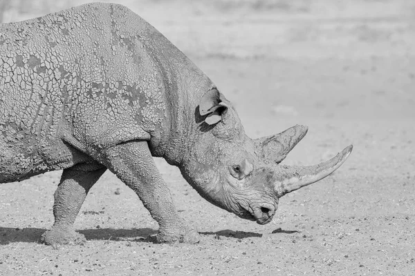 Een Eenzame Black Rhino Namibian Savanne — Stockfoto