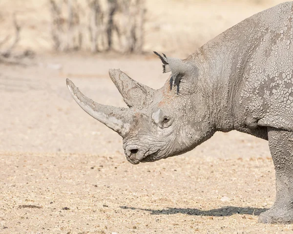 Rhinocéros Noir Solitaire Dans Savane Namibienne — Photo