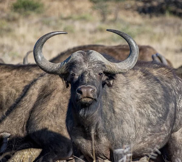 African Buffalos in Southern African savanna