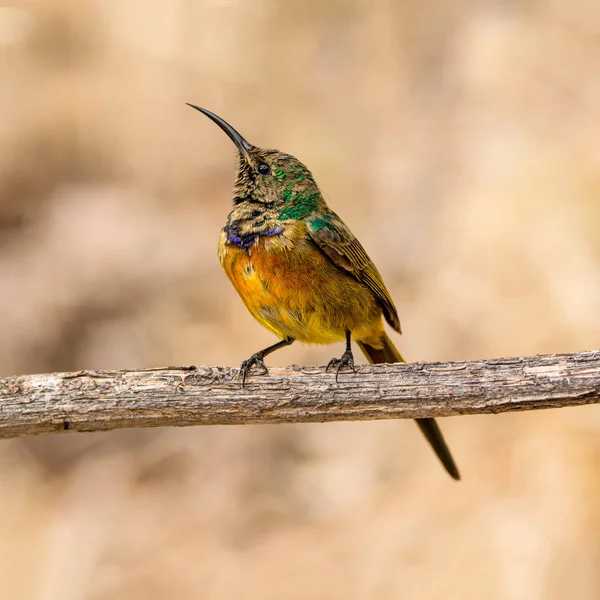 Erkek portakal göğüslü Sunbird Güney Afrika'da ölü ağacına tünemiş