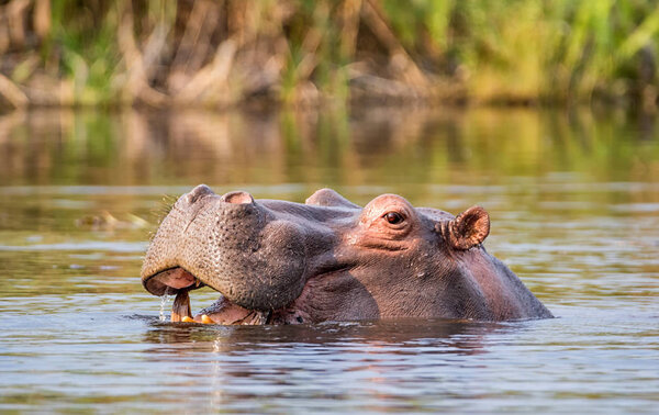 Hippo in river in Caprivi Strip, Namibia