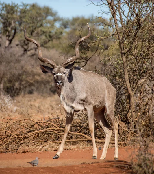 Koedoe Stier Een Gieter Gat Zuidelijke Afrikaanse Savanne — Stockfoto