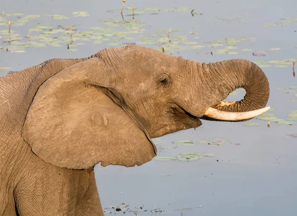 Een Volwassen Olifant Aan Een Rivier Caprivistrook Namibië — Stockfoto