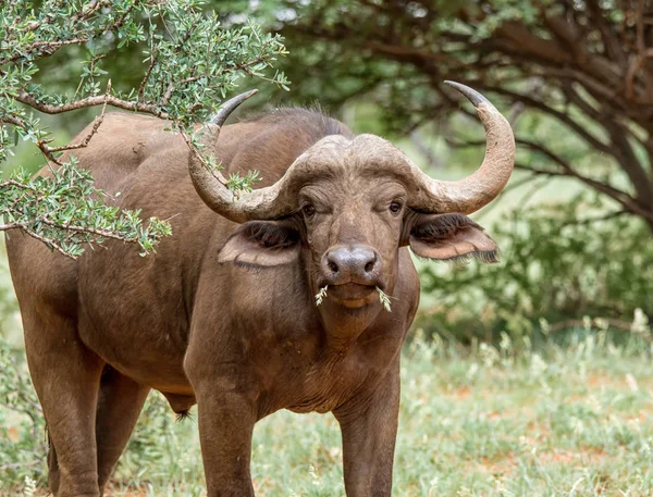 African Buffalo in Southern African savanna