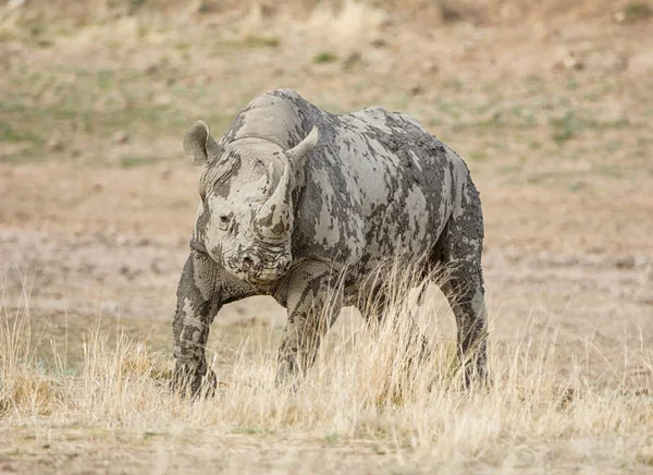 Rhinocéros Noir Dans Savane Afrique Australe — Photo