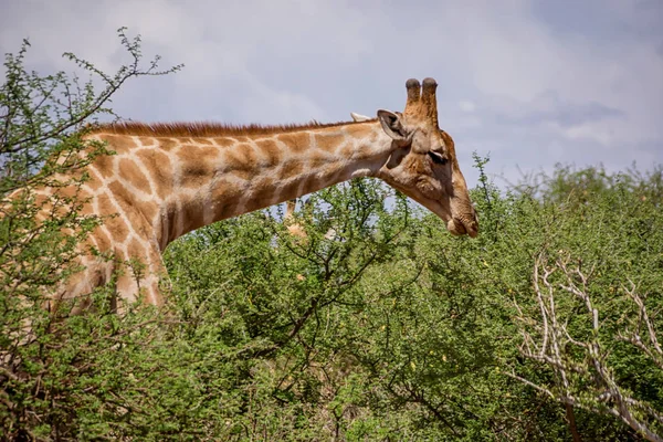 Closeup Dospělých Žirafa Jižní Africké Savany — Stock fotografie