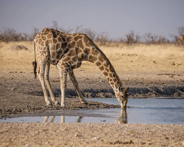 Giraffe Trinkt Wasserstelle Namibischer Savanne — Stockfoto