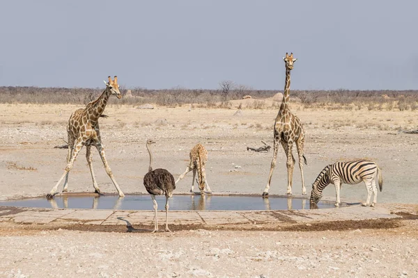 Zsiráfok Egy Öntözés Lyuk Namíbiai Savanna — Stock Fotó