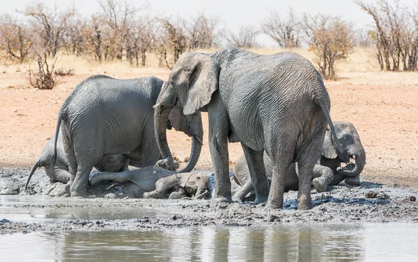Baby Afrikanska Elefanten Tar Mudbath Med Sin Familj Vid Ett — Stockfoto