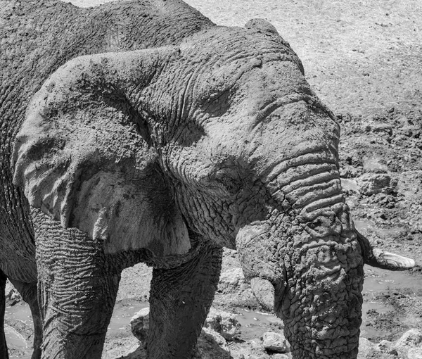 closeup of African Elephant\'s face