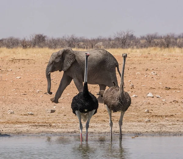 Ostriches and an Elephant at a watering hole in the Namibian savanna