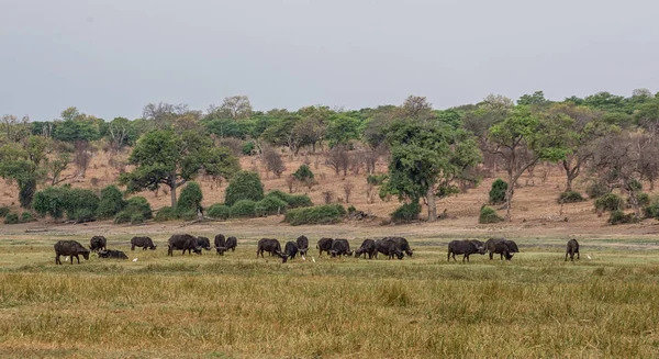 African Buffalos in Southern African savanna
