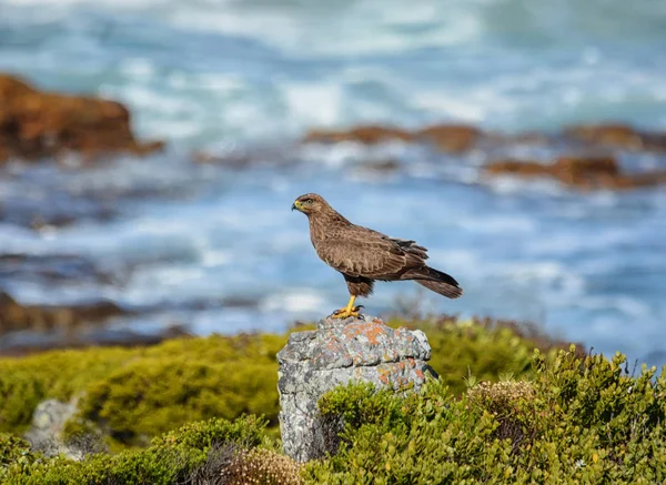 Juvenil Chacal Buzzard Empoleirado Uma Rocha Pelo Oceano África Austral — Fotografia de Stock