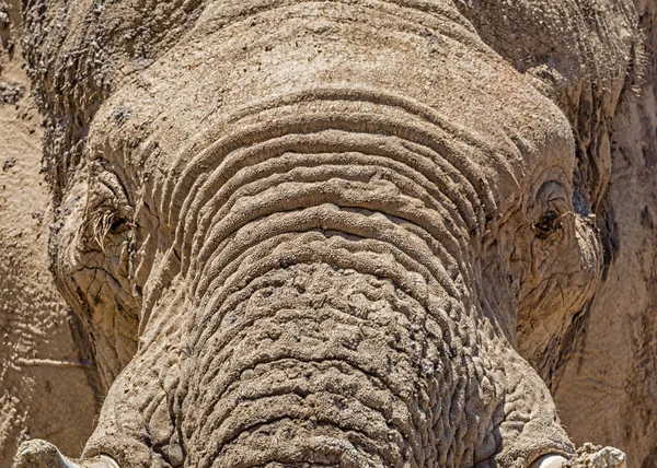 Close Detail African Elephant Face — Stock Photo, Image