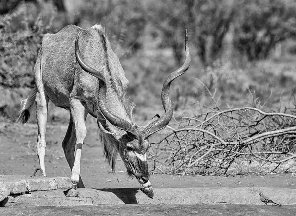 Kudu Bull Södra Afrikanska Savannen — Stockfoto