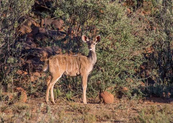 Rocky koppie Güney Afrika tarafından yalnız juvenil kadın Kudu ayakta