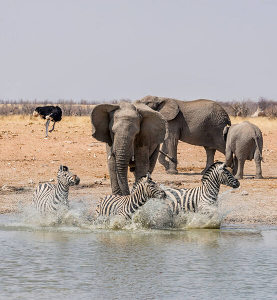 An Elephant chasing Zebra at a watering hole in the Namibian savanna
