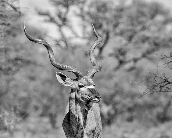 Koedoe Stier Staande Zuidelijke Afrikaanse Savanne — Stockfoto