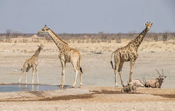 ナミビアのサバンナの水まき穴でキリン — ストック写真
